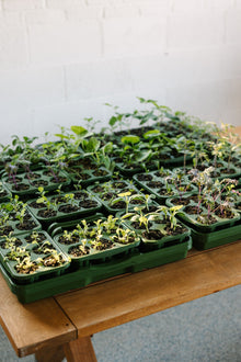  GreenStalk Seed Starter Kit (Set of 4) | Evergreen | PRE-ORDER, Est. to ship early-to-mid Jan. 