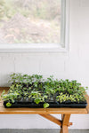 GreenStalk Seed Starter Kit (Set of 4) | Beautiful Black | PREORDER 