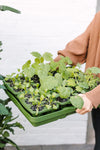 GreenStalk Seed Starter Kit (Set of 4) | Evergreen | PRE-ORDER, Est. to ship early-to-mid Jan. 